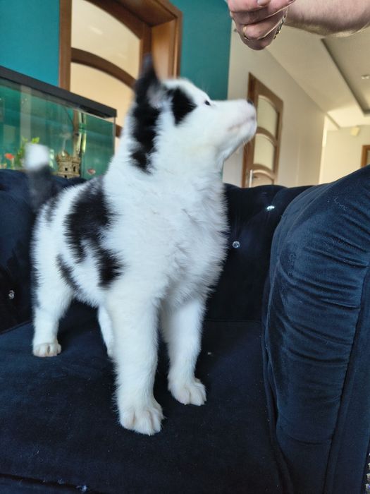 Suczka Aria łajka jakucka FCI metryka chip umowa wyprawka do odbioru