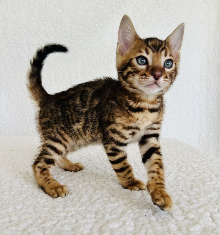 Piękny kocurek bengalski. Legalna hodowla