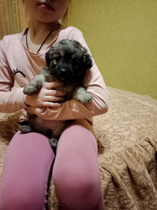 Щенок в добрые руки маленького размера как пикинес