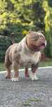 American Bully ABKC.