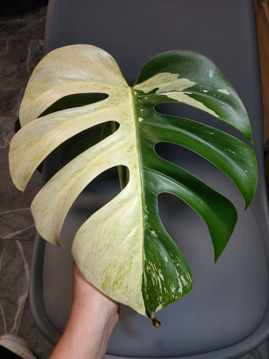 Monstera mint szczyt