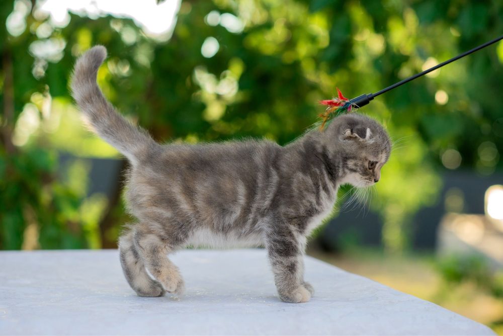 Котята скоттиш фолд ( шотландская вислоухая)