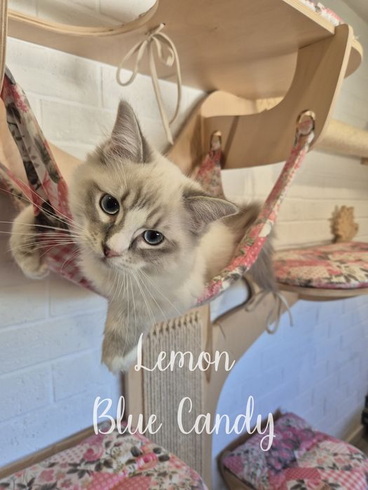 Kot Ragdoll Lemon Blue Candy Pl Warszawa FPL Gotowy do odbioru