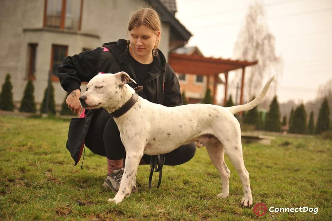 Hektor w typie amstafa do adopcji!