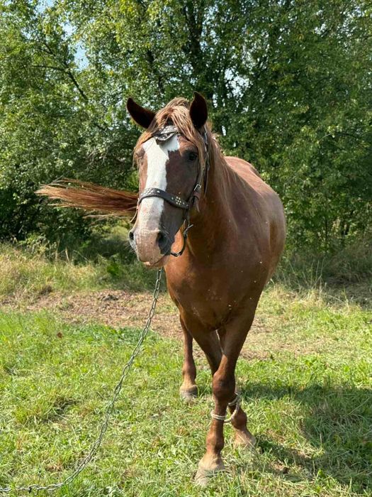 Продам Кобилу, 9 років