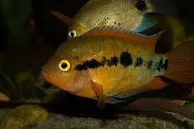 GB pielęgnica miodowa (Archocentrus multispinosus)