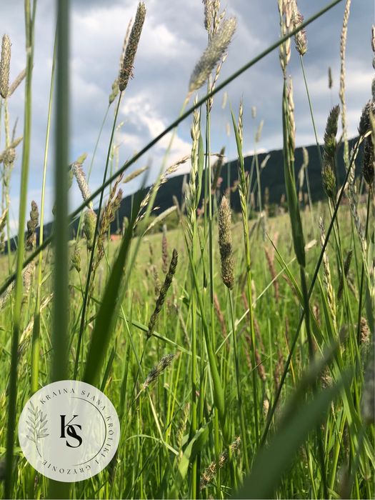 6kg/sianko łąkowe rodzaj 1. Dla świnki morskiej-Kraina Siana