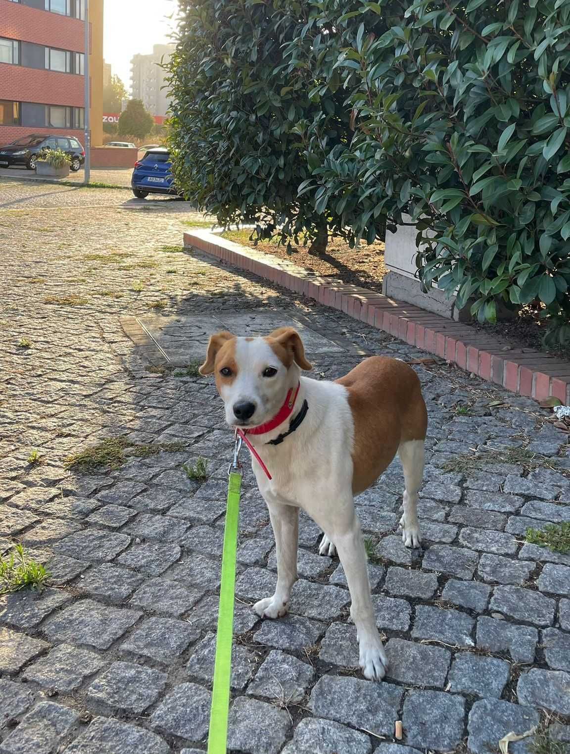 Cão macho de porte pequeno para adoção responsável
