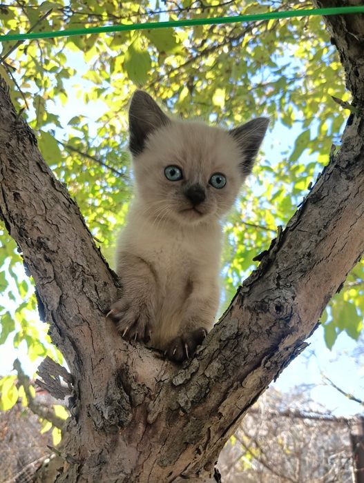 Продаємо котенят метис тайської і мейн-куна