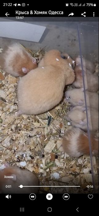 Хомяк серебро розовый много окрасов хомячки джунгарские