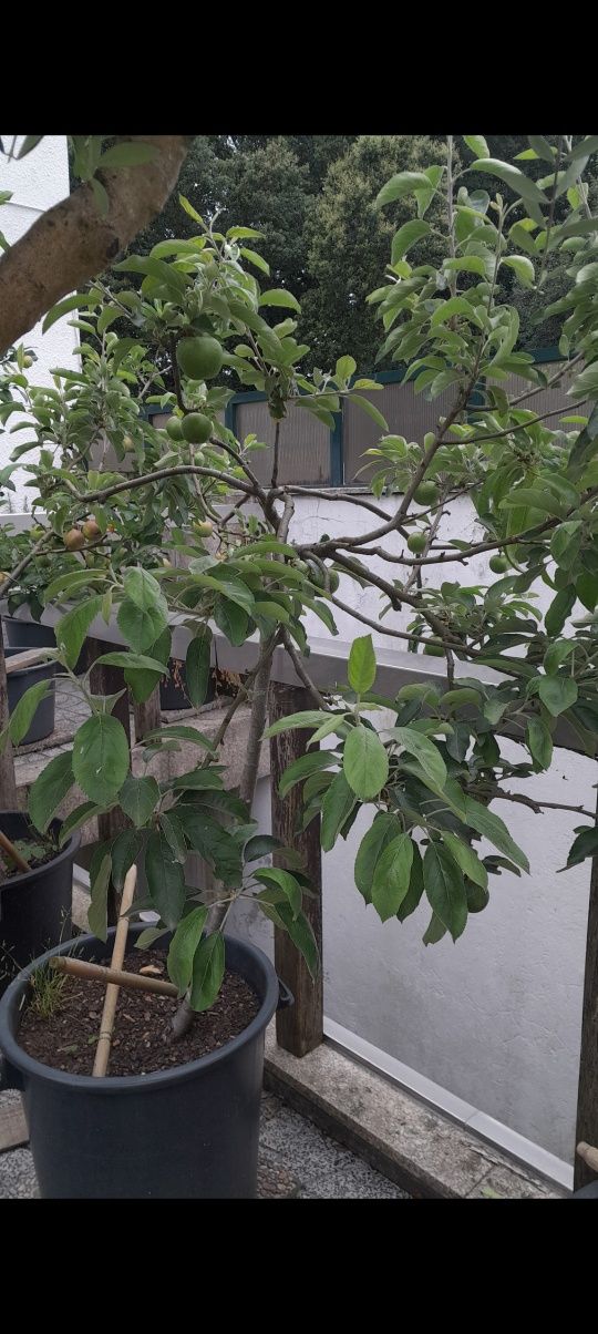Vendo arvores macieiras
