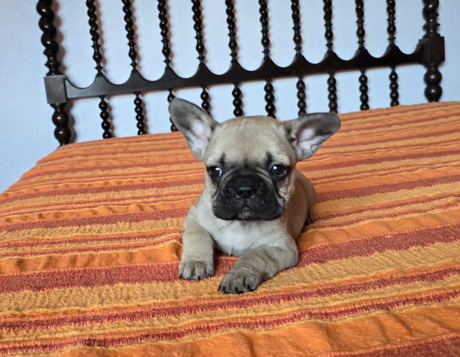 Bulldog francês exotico
