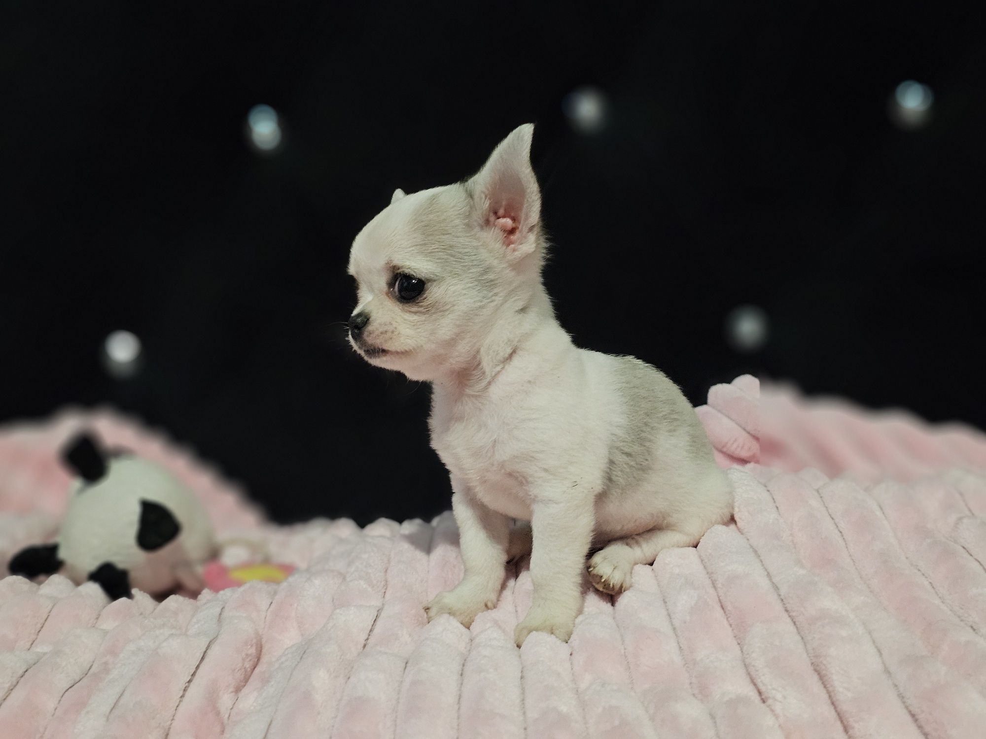 Chihuahua krótkowłosy piesek