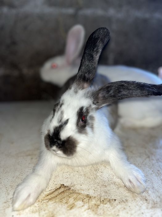 Coelhos Caseiros – 2 Meses | Filhos de Excelentes Reprodutores