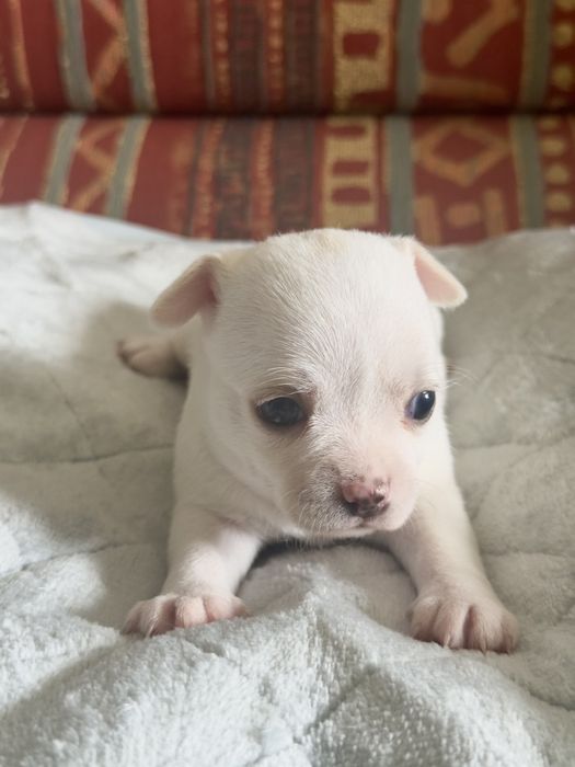 Чихуахуа короткошерсті