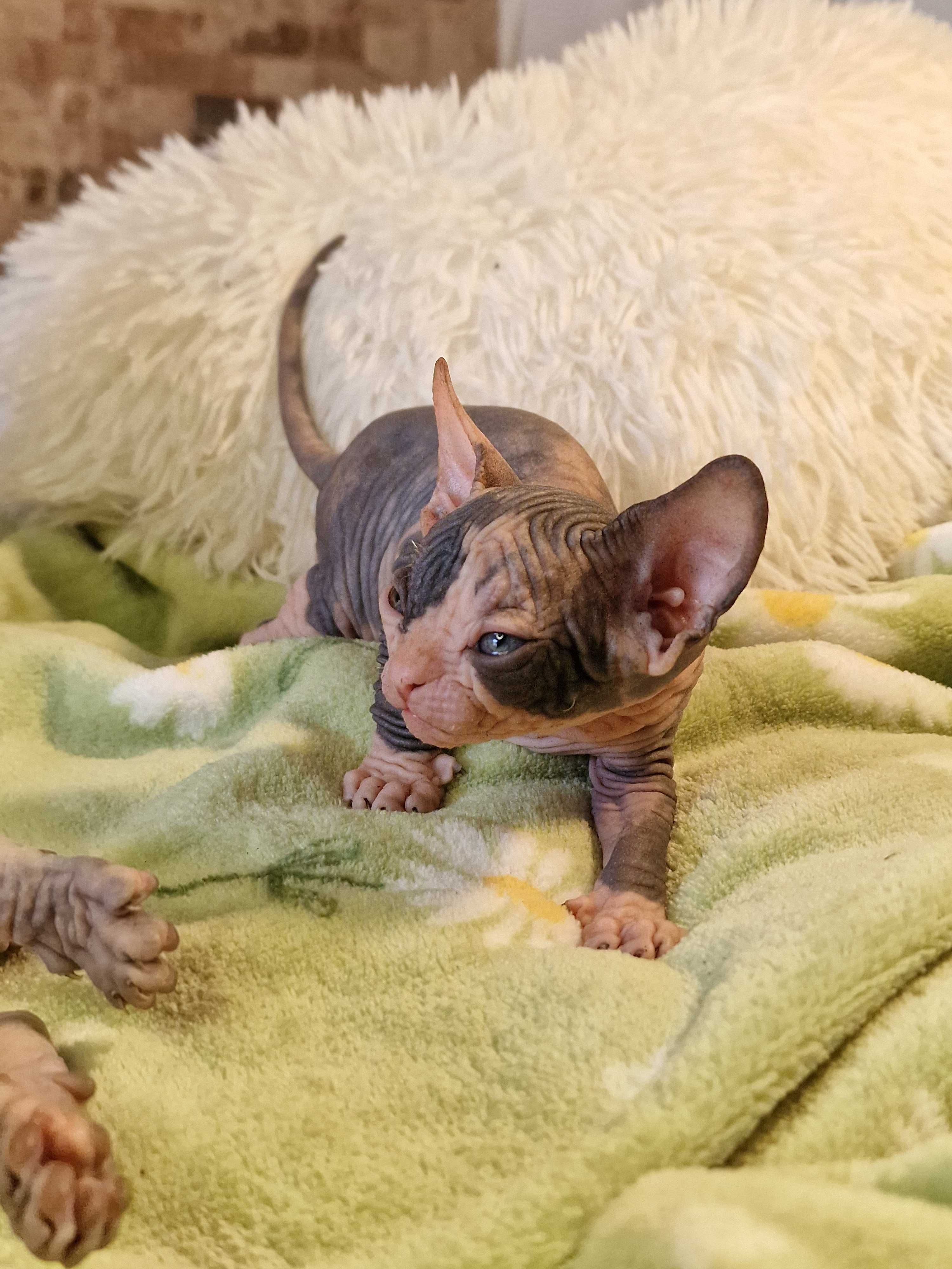 Gatinho Canadian Sphynx