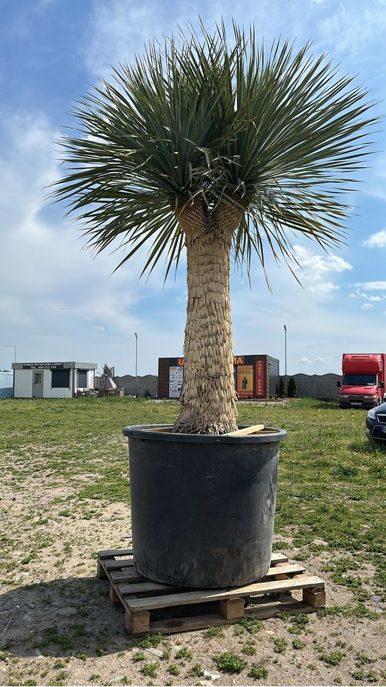 Yucca Roztrata Juka Roztrata MultiHead Okazja