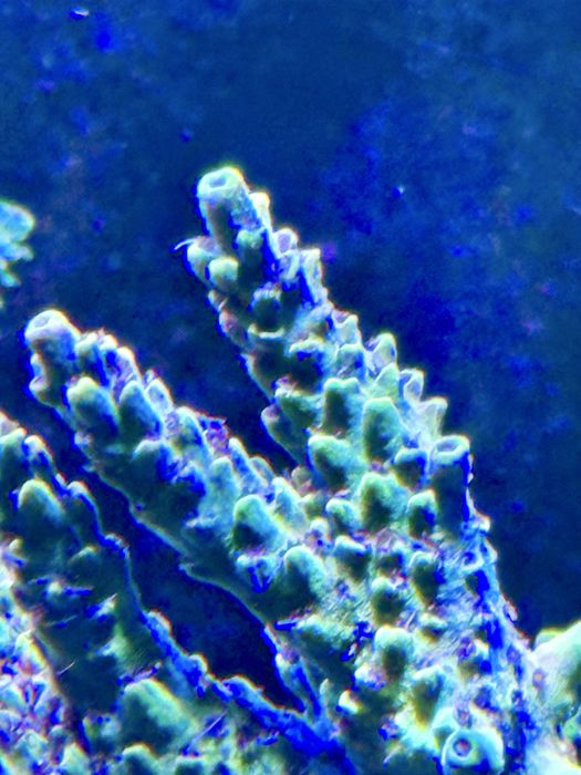 Acropora szczepka