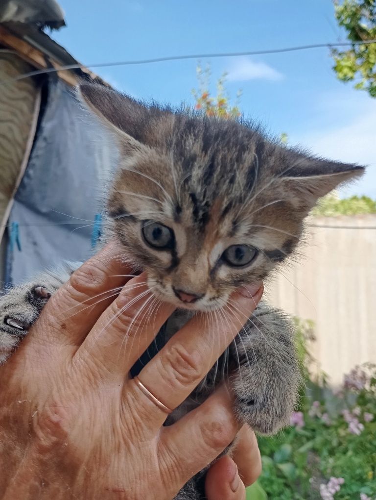 Котики в продажі