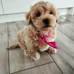 Suczka Maltipoo f1 z Rodowodem