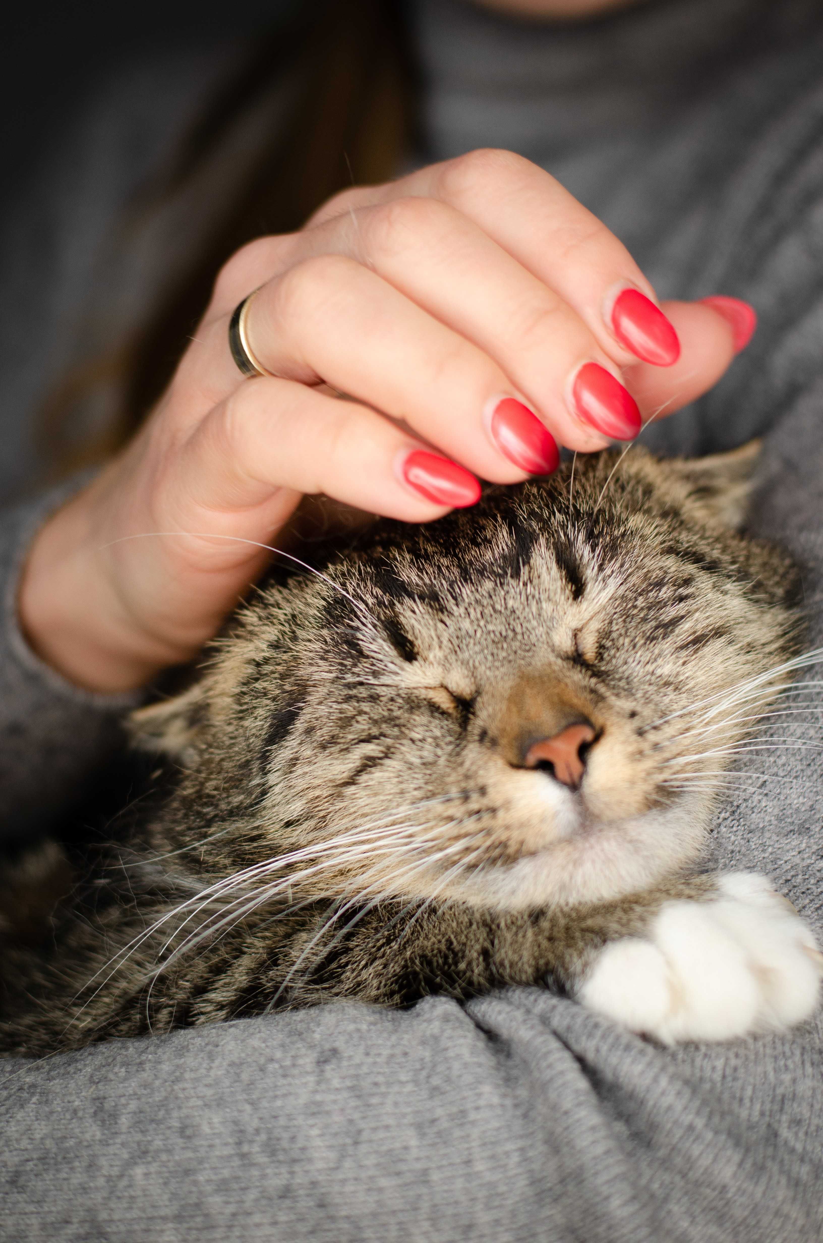 MALWINKA kotka do adopcji
