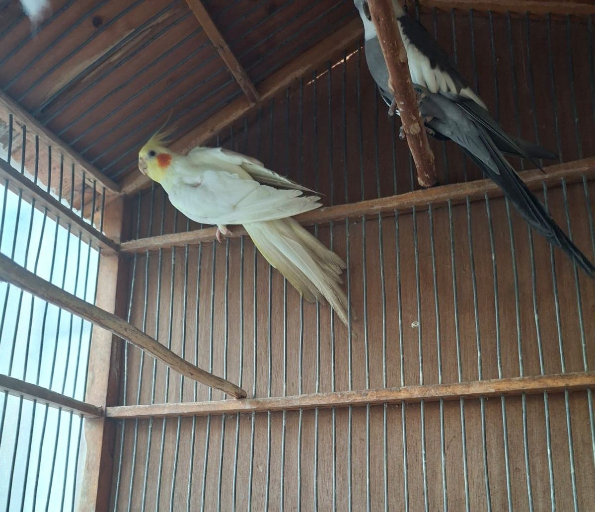 Casal de caturras + Gaiola