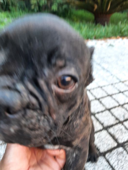 Buldog Francêsa preta exótica.
