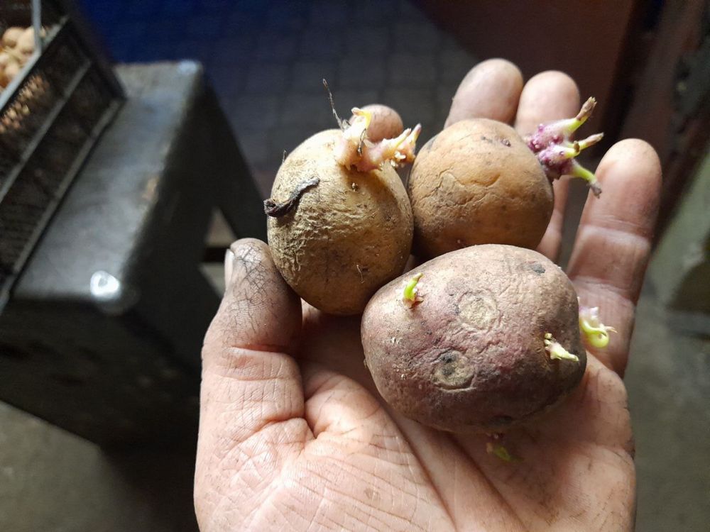 Продається посадкова картопля Словʼянка