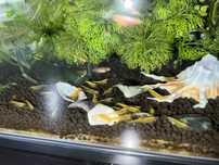 neocaridina yellow golden back