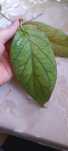 Meredithii Ted Green Hoya hoja