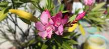 Rezerwacja do soboty !!! Oleander w doniczce
