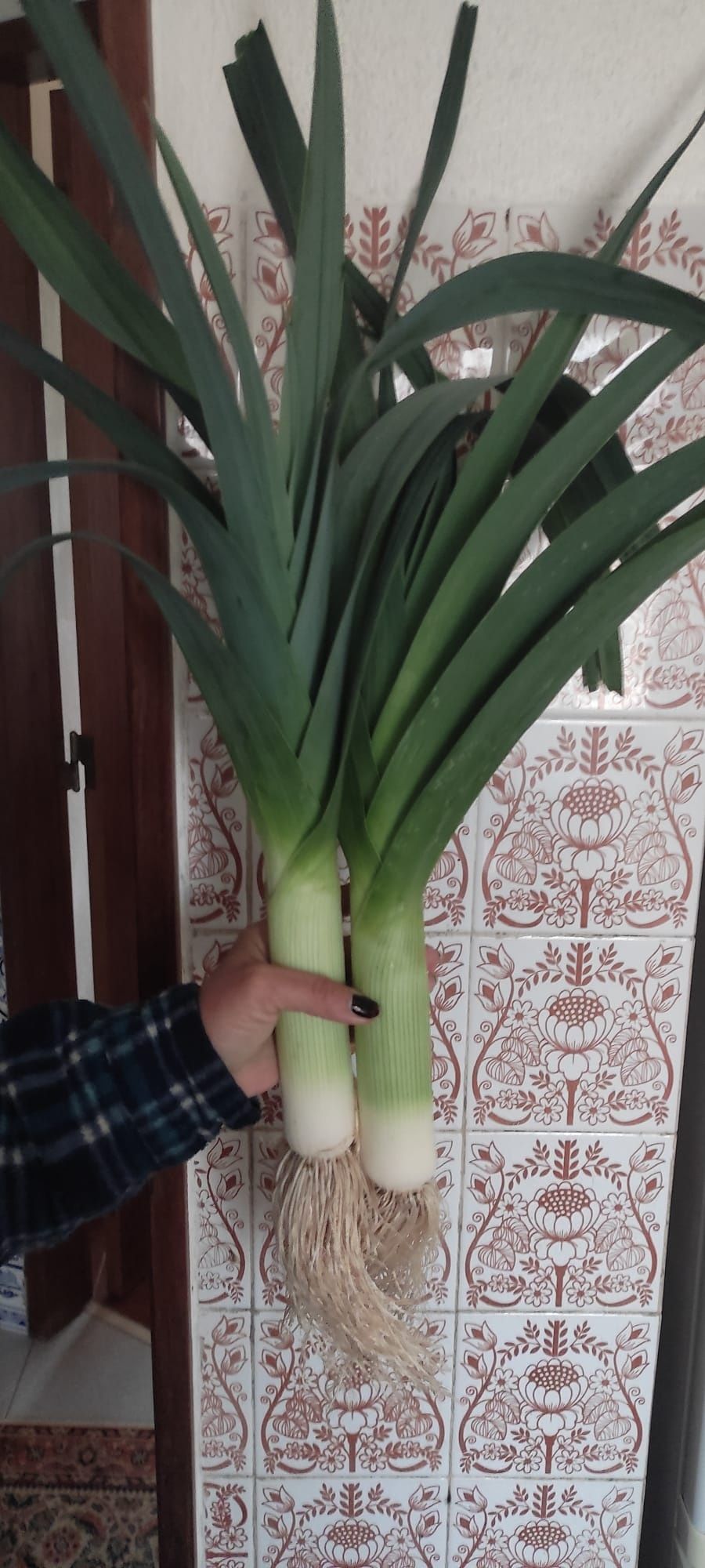 Alho France, 0,8euro 1 kg