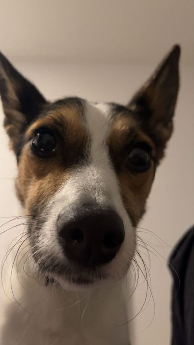 Sunia do adopcji (Trixie)