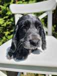 Cocker spaniel angielski śliczny szczeniaczek do odbioru