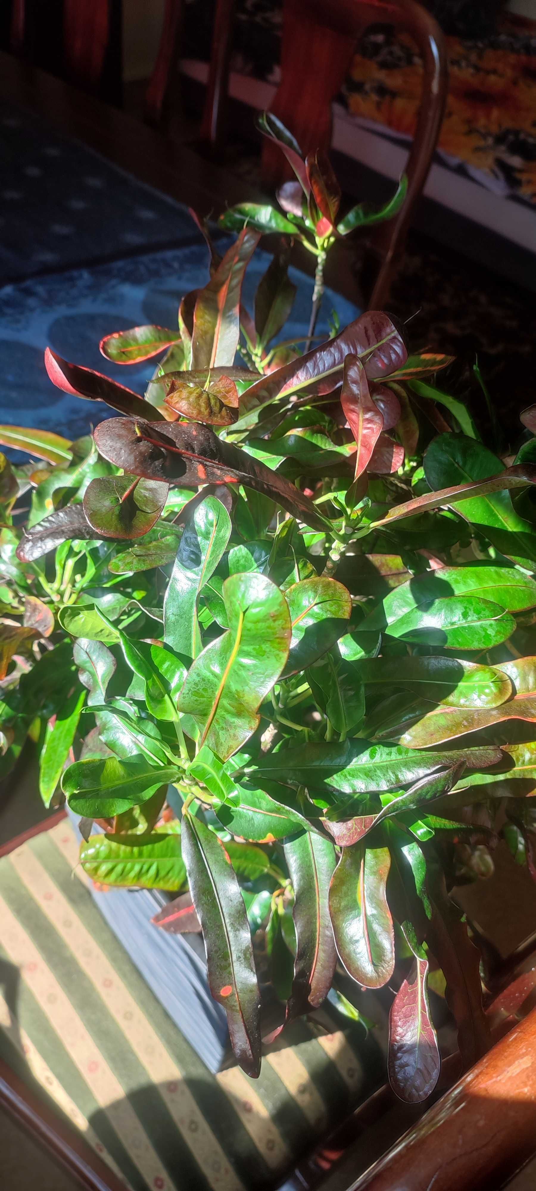 Kroton mammi croton variegata czerwony  duży okaz kwiat domowy
