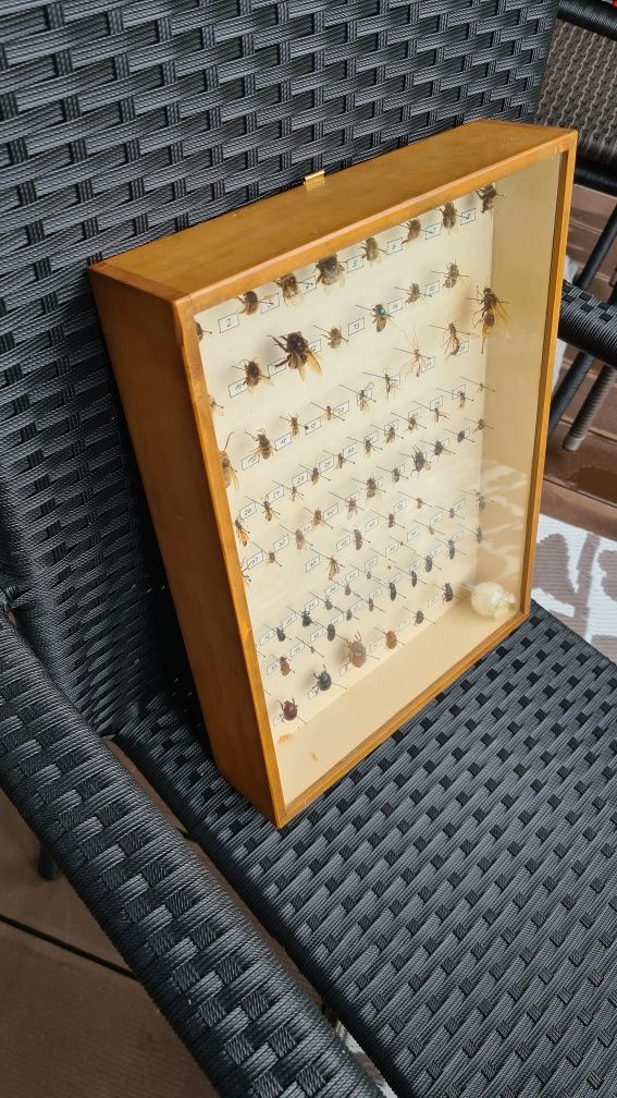 Gablotka z owadami, insektami kolekcja, pomoc szkolna