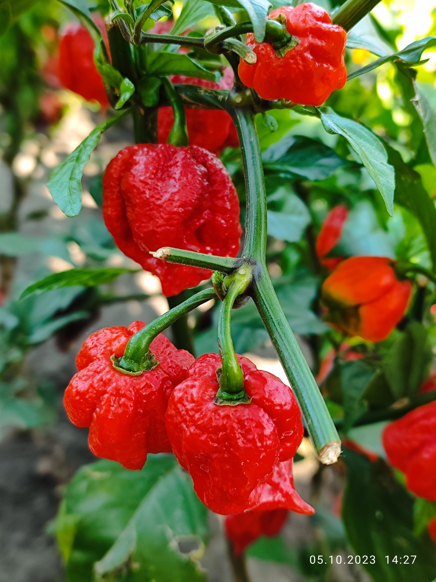 Насіння супергострих перців Carolina Reaper.