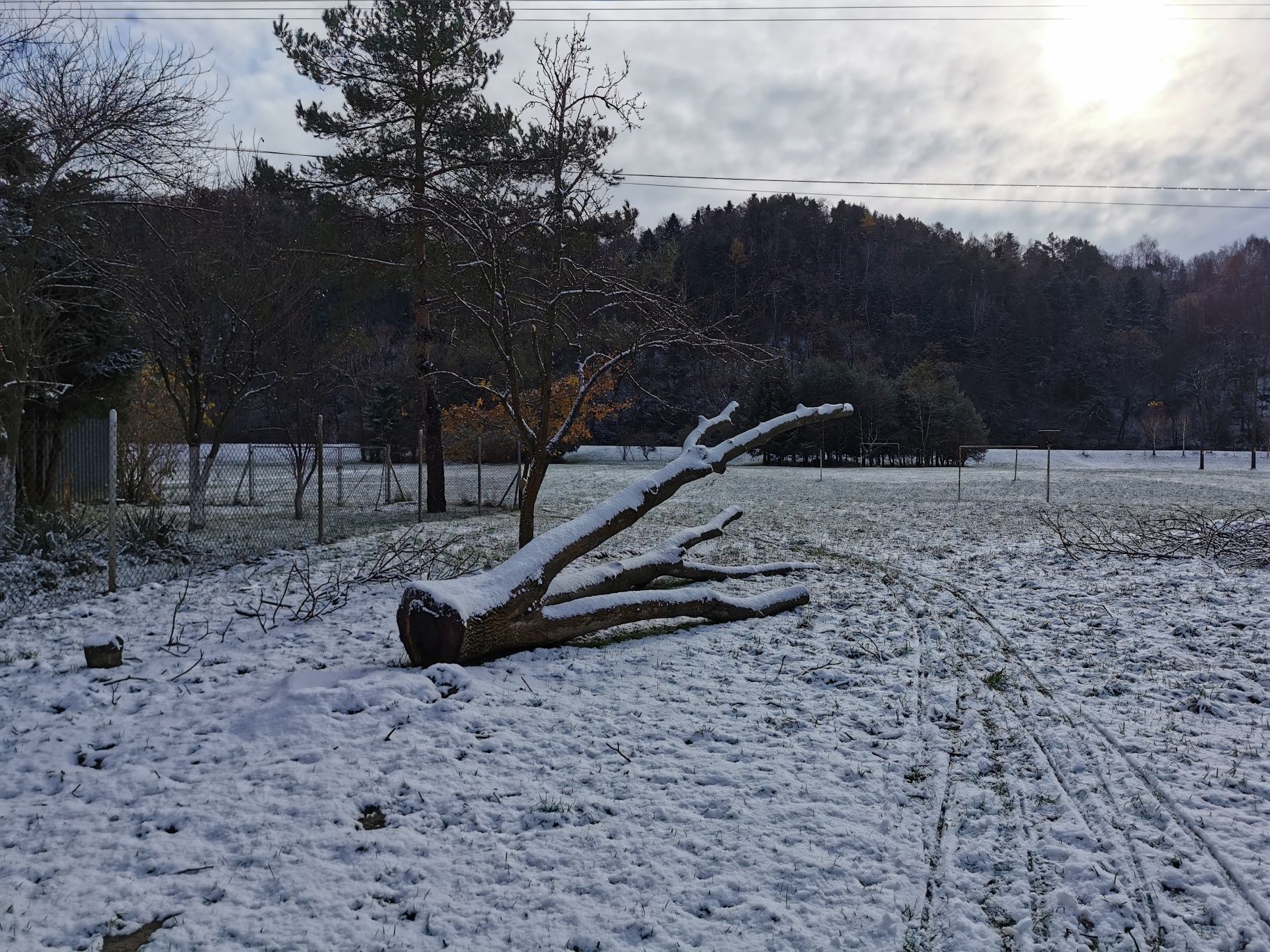 Orzech pień sprzedam