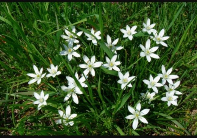 Птицемлечник. Цветы. Луковицы