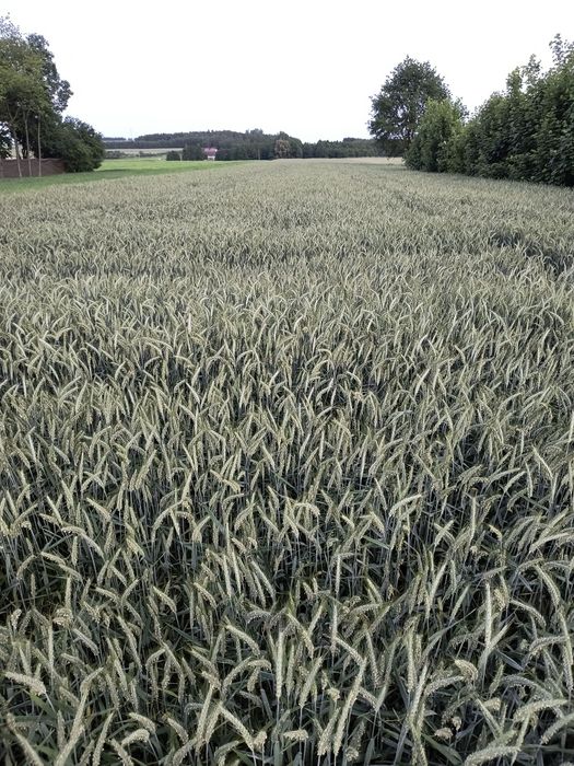 Pszenżyto ozime , jęczmień