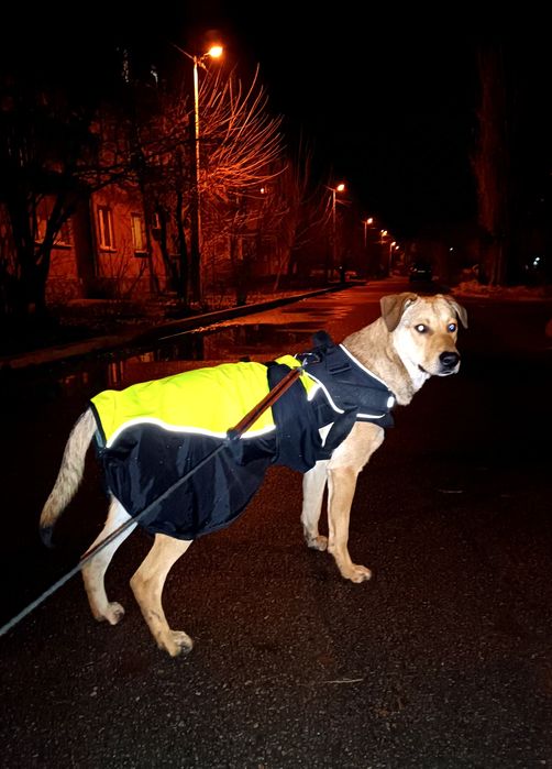 Отдам в добрые руки