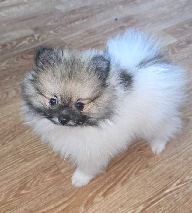 Померанський шпіц