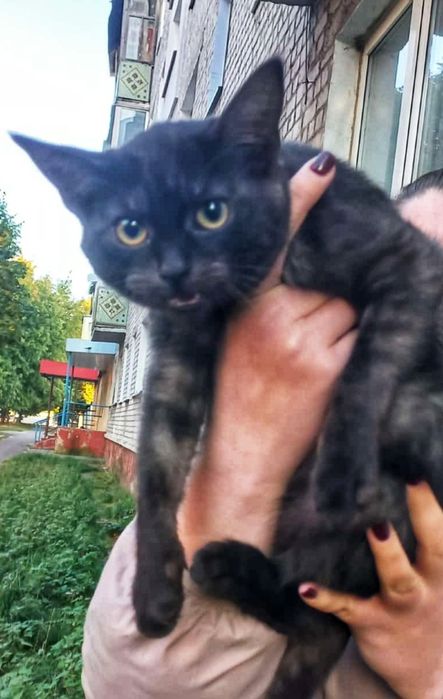 Кошечка в добрі руки