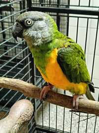 Papagaio do Senegal Macho