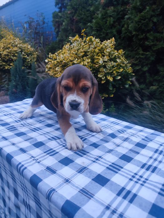 Beagle sunia suczka