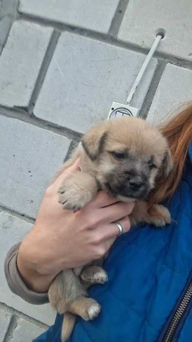 Oddam pieski po mamie mieszanki shihtzu