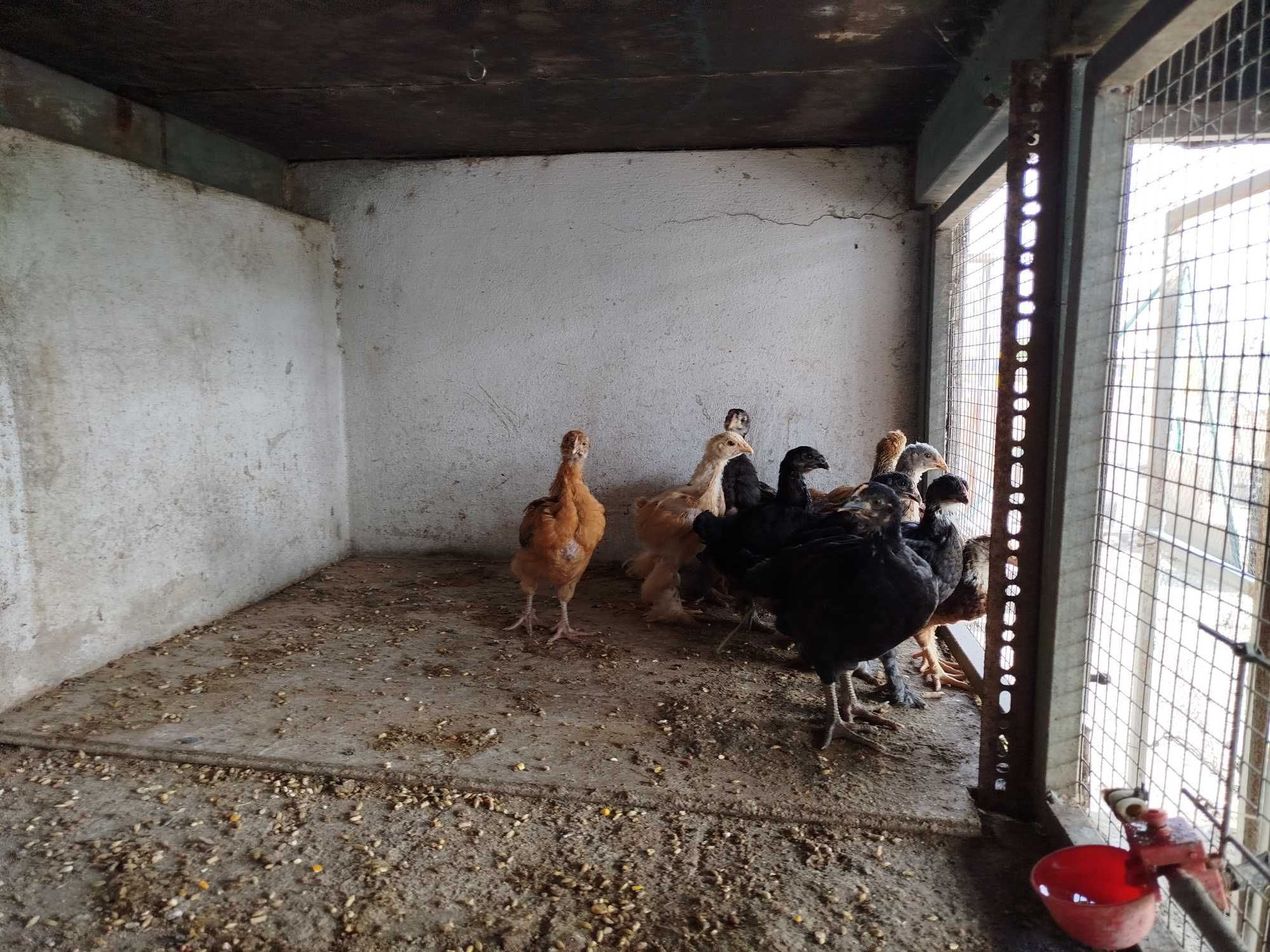 Ovos Galados de Fraca, Galinha e Pata Muda, Pintos e Frangos Diversos