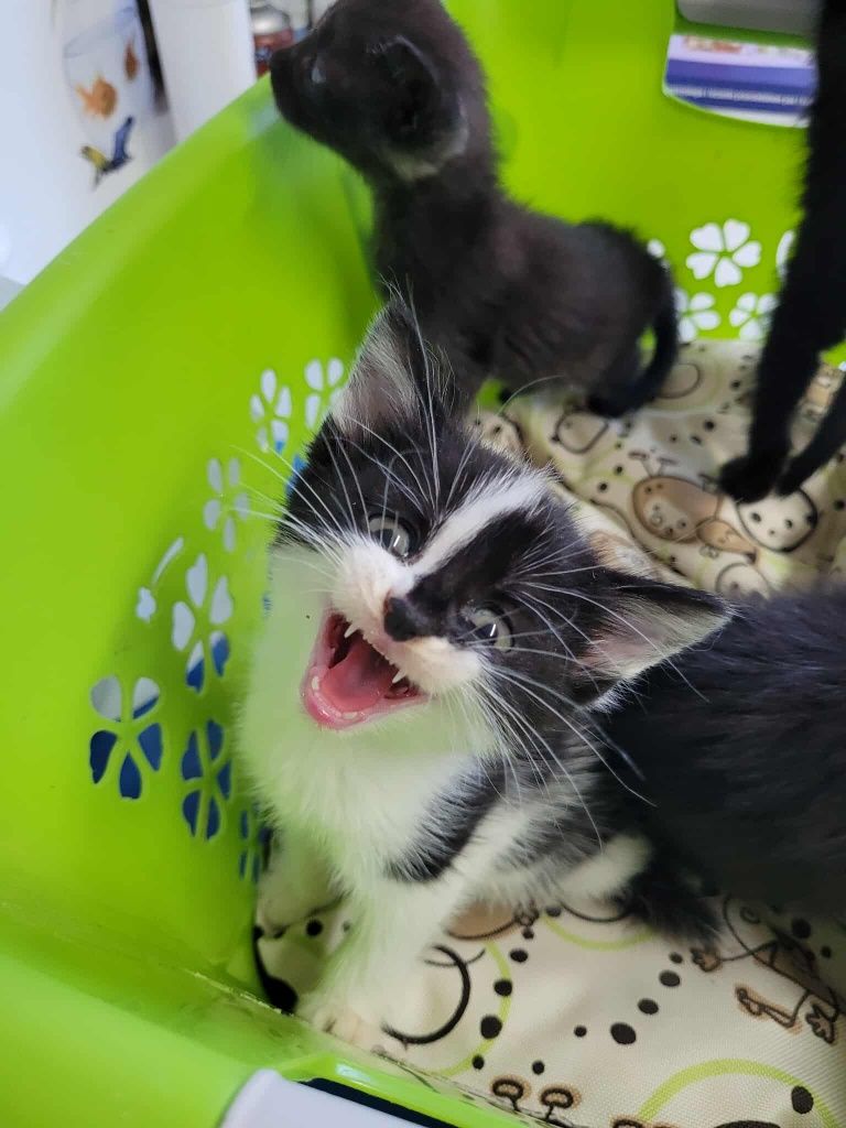 4 małe śliczne Kotki do adopcji