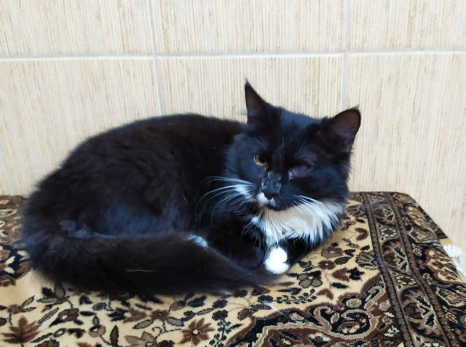 Пухнаста хмаринка щастя, кішечка Зая, кішка, котеня 5 міс.