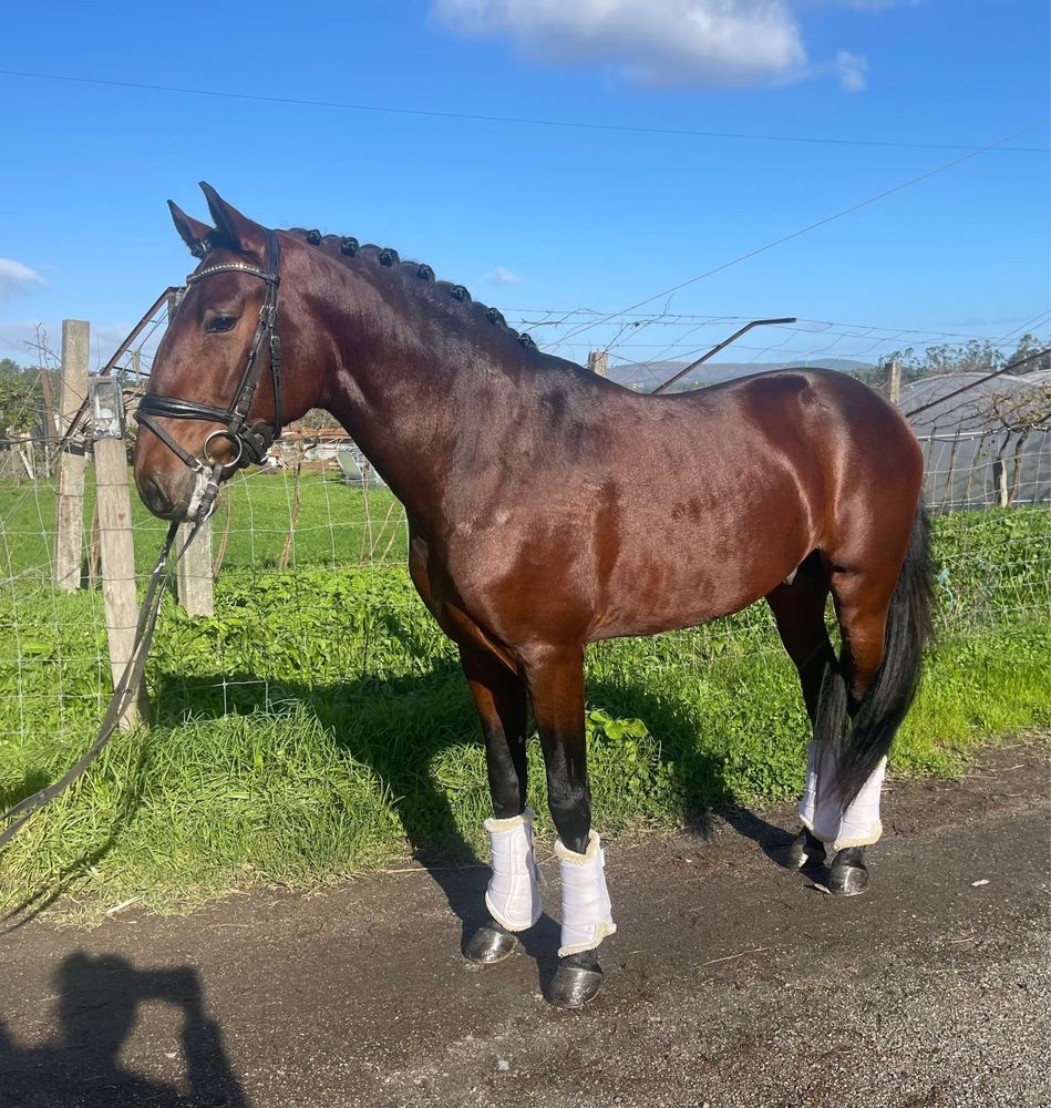 Cavalo puro sangue lusitano da letra R